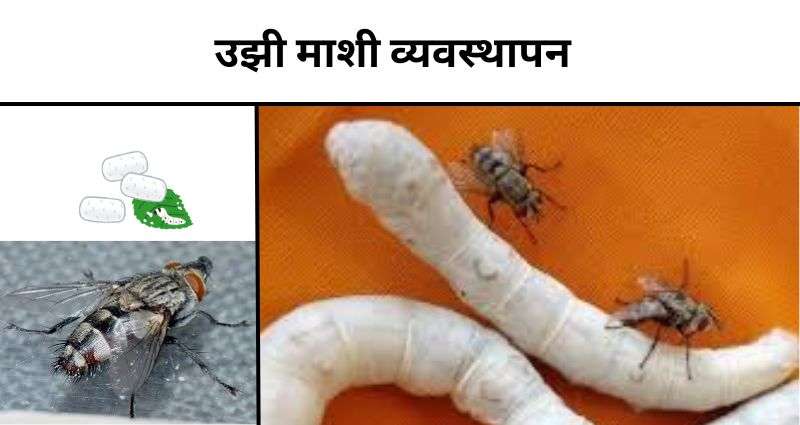 उझी माशी व्यवस्थापन