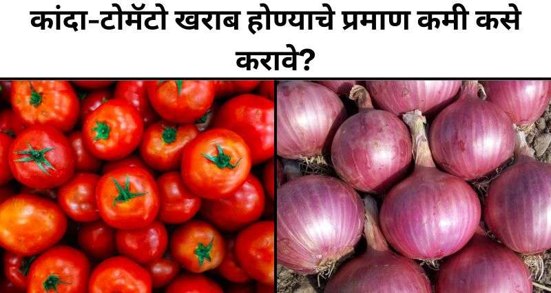 कांदा आणि टोमॅटो साठवणूक