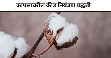 कापसावरील कीड नियंत्रण