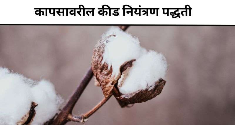 कापसावरील कीड नियंत्रण