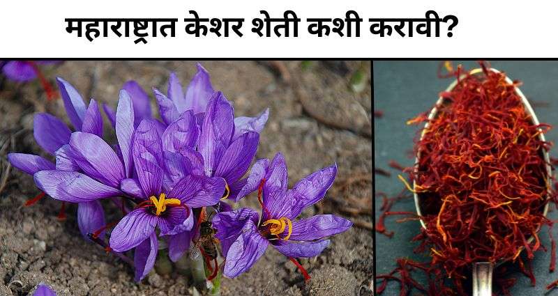 केशर शेती