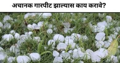 गारपीट झाल्यास काय करावे