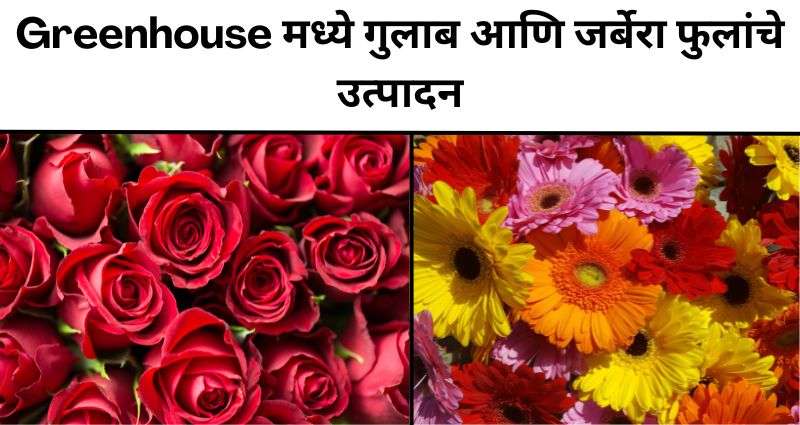 गुलाब आणि जर्बेरा फुलांचे उत्पादन