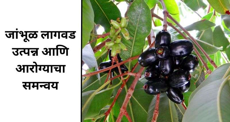 जांभूळ शेती