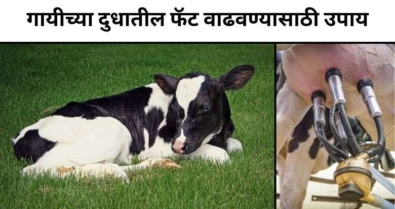 दुधातील फॅट