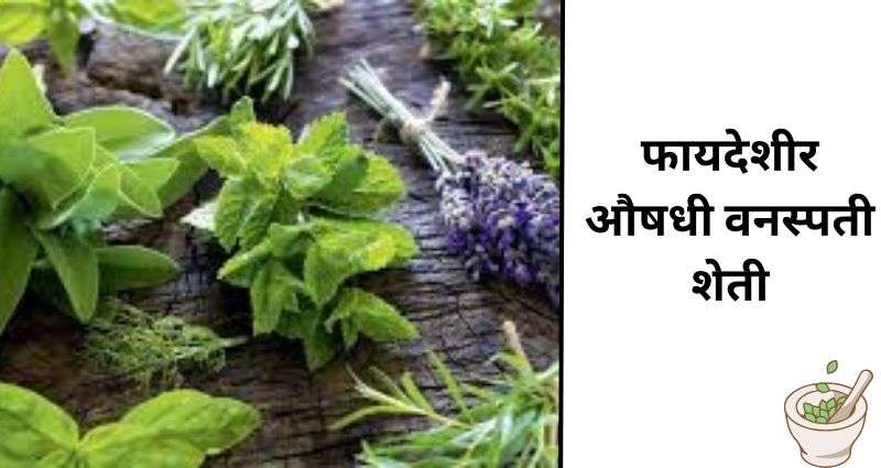 फायदेशीर औषधी वनस्पती शेती