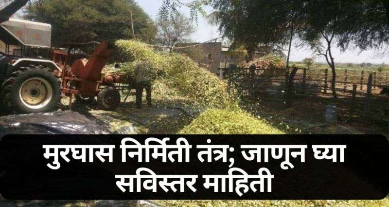 मुरघास निर्मिती