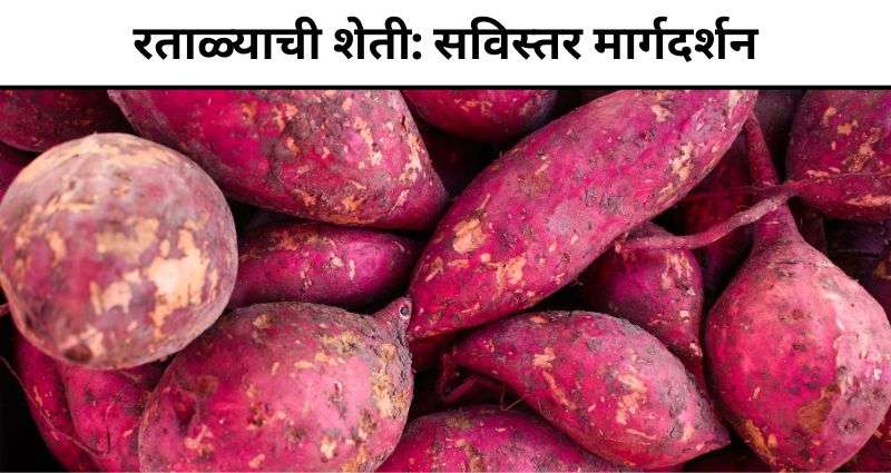रताळ्याची शेती