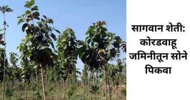 सागवान लागवड