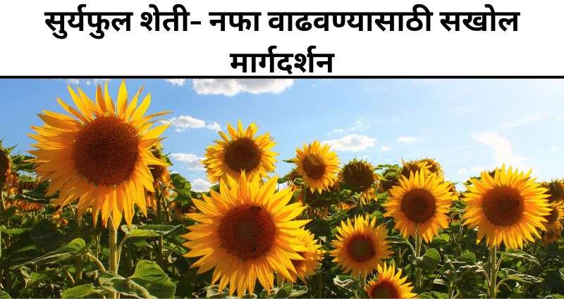 सुर्यफुल शेती