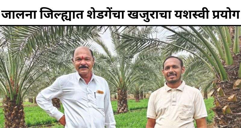 Date Farming success
