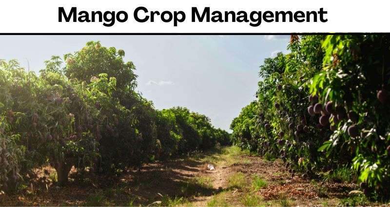 Mango Crop Management