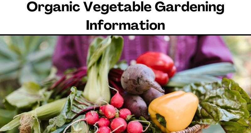 Organic Vegetable Gardening