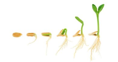 Pumpkin Plant Root System A Comprehensive Guide