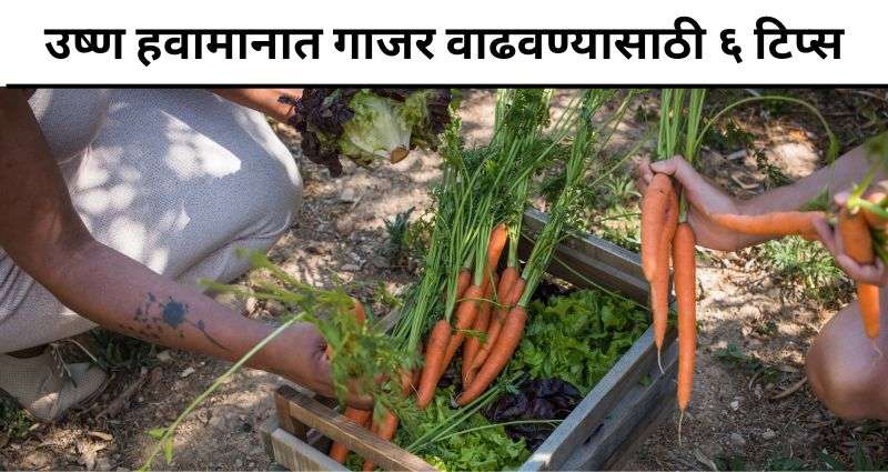 गाजर वाढवण्यासाठी टिप्स