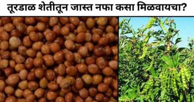 तूरडाळ शेती
