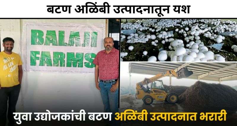 बटण अळिंबी शेती