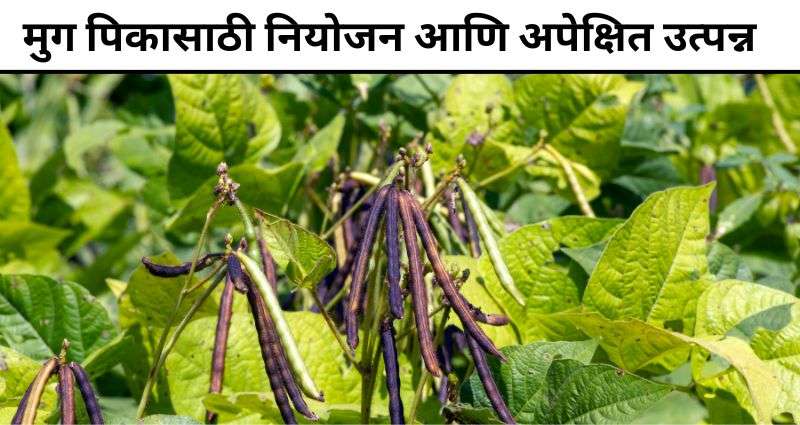 मुग शेती