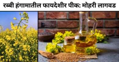 मोहरी लागवड