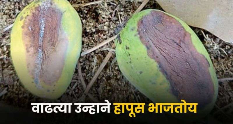 Heatwave Effect on Mango