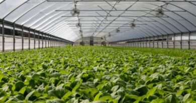 greenhouse