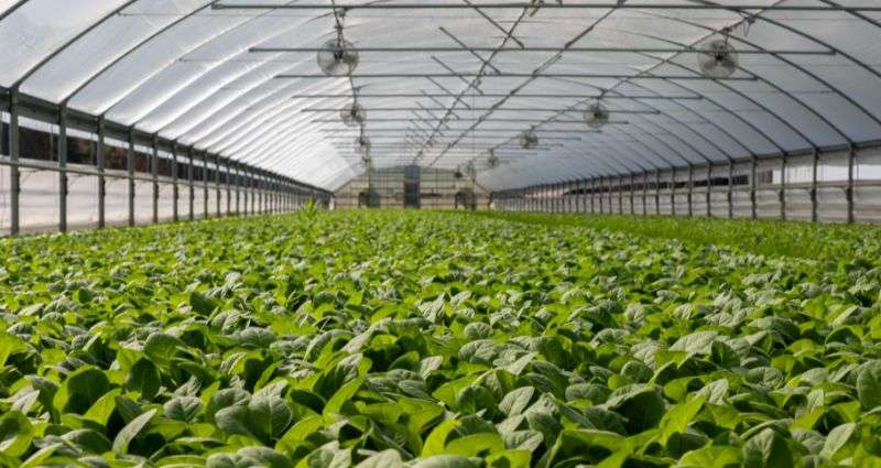 greenhouse