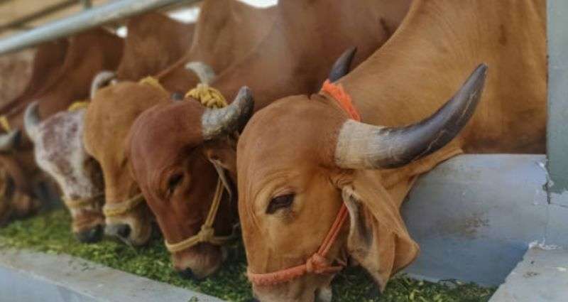 जनावरांचे संगोपन प्रशिक्षण