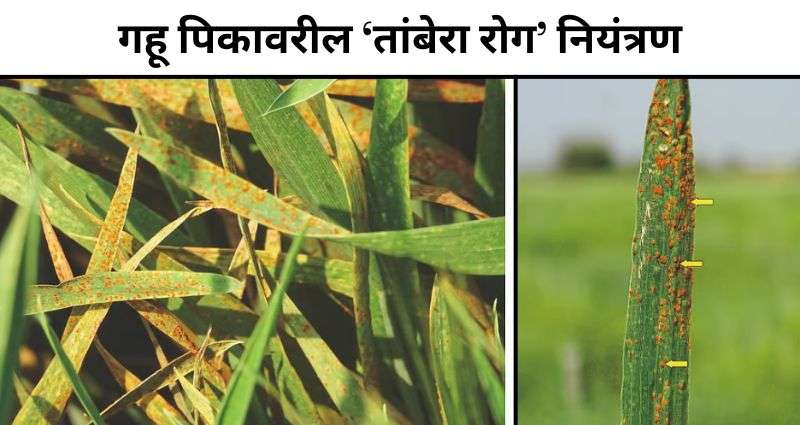 ‘तांबेरा रोग’ नियंत्रण