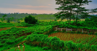Natural Farming Benefits