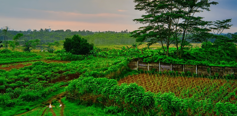 Natural Farming Benefits