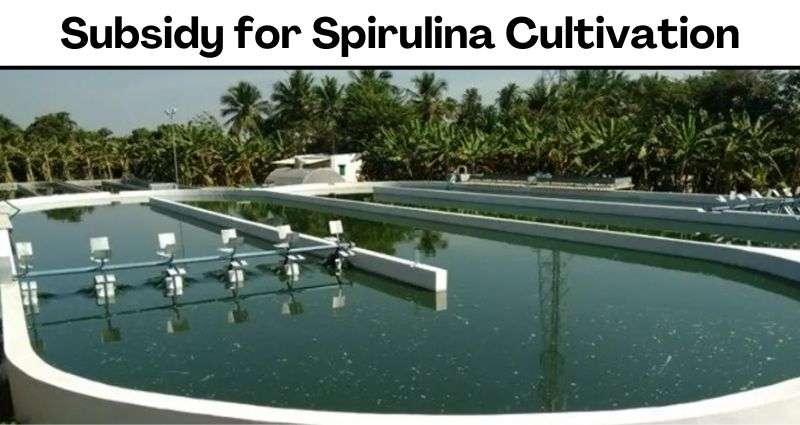 Subsidy for Spirulina
