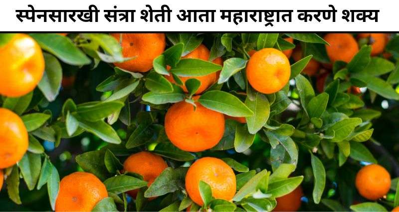 Vidarbha Citrus Revolution