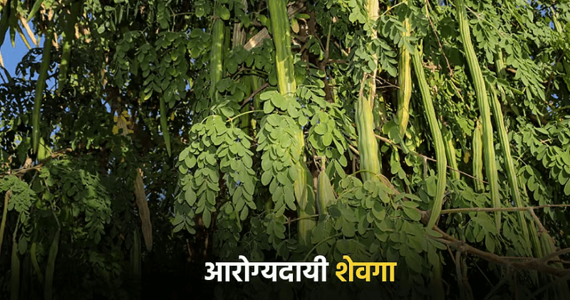 moringa benefits