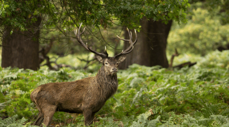 Wildlife Species